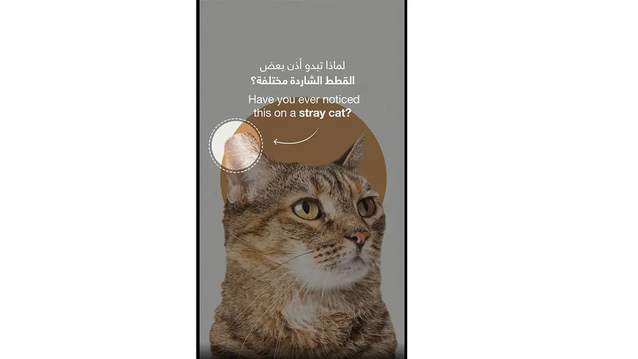 بلديات أبوظبي تفسر معاني “الأذن المقصوصة” للقطط السائبة